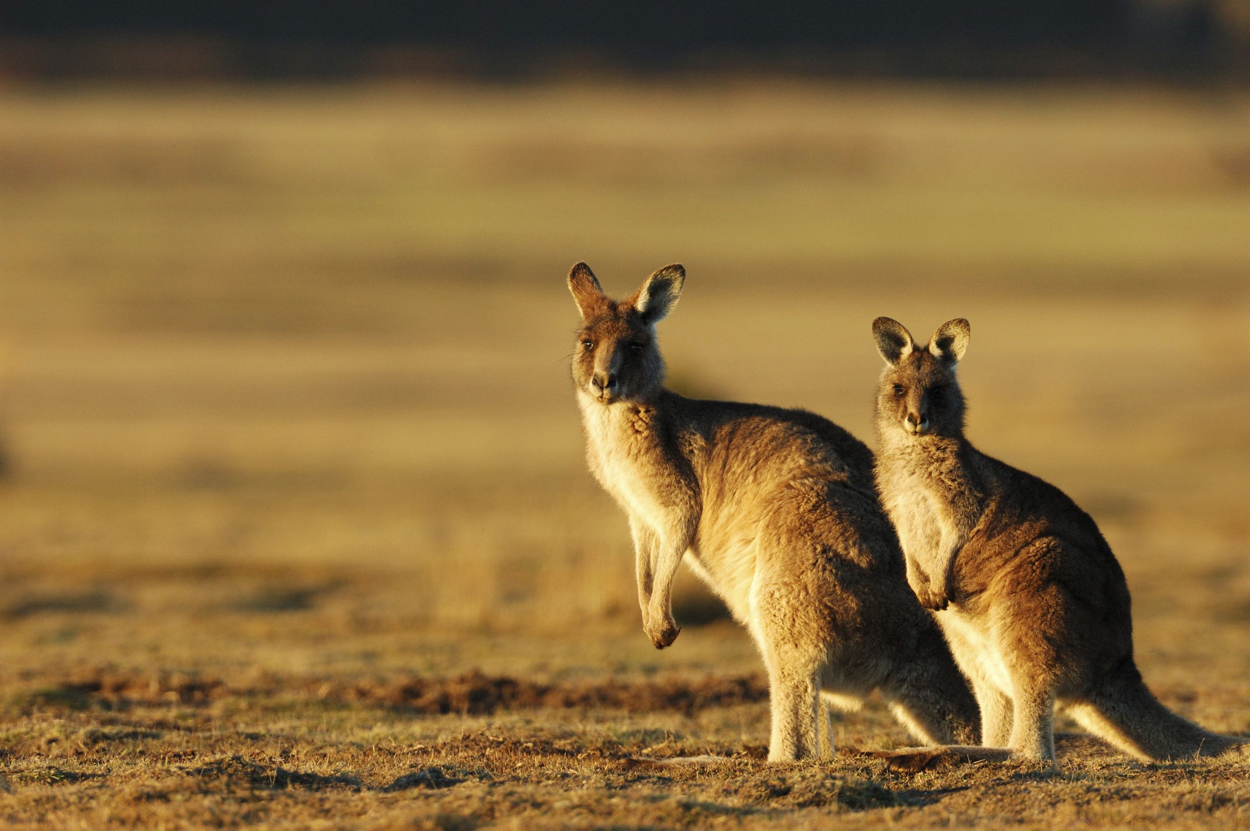 print-Australia_Sydney_Kangaroos-in-sunset